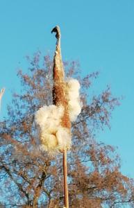 Pat 07 Vreemde snoeshaan